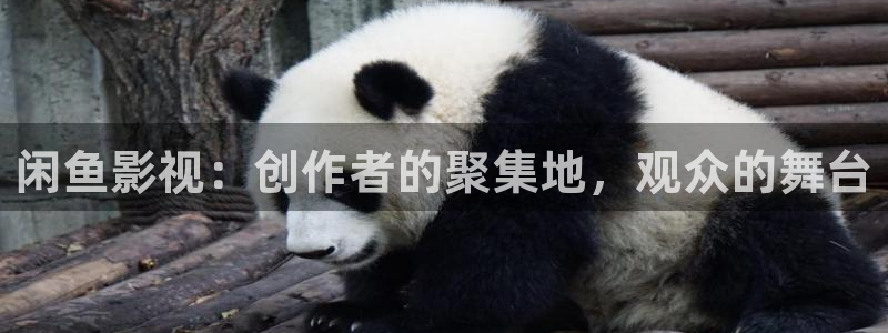 韩国电伦理影：闲鱼影视：创作者的聚集地，观众的舞台